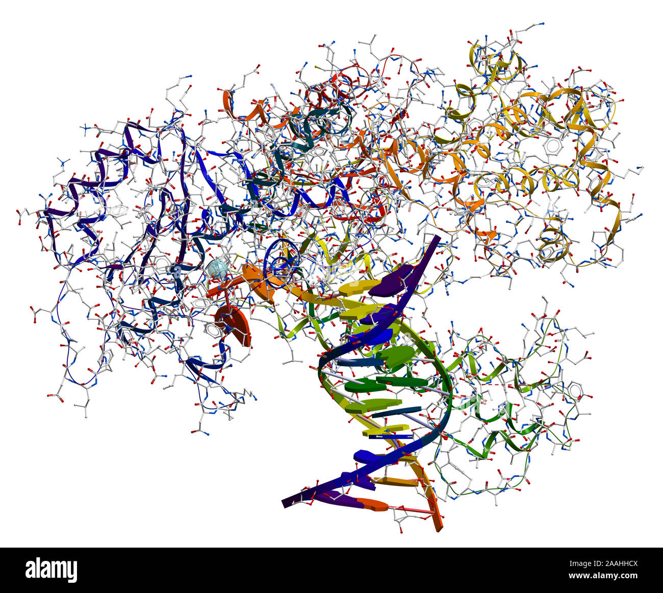 L'ADN polymérase I. Une enzyme qui participe à la réplication de l'ADN Banque D'Images