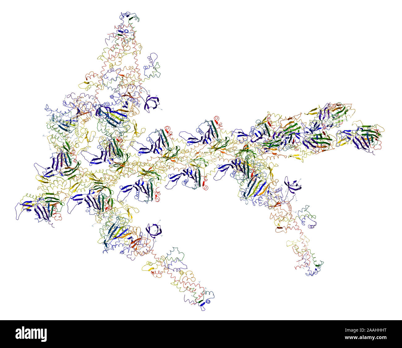 Moteur moléculaire : myosines et contractions musculaires causant l'actine Banque D'Images