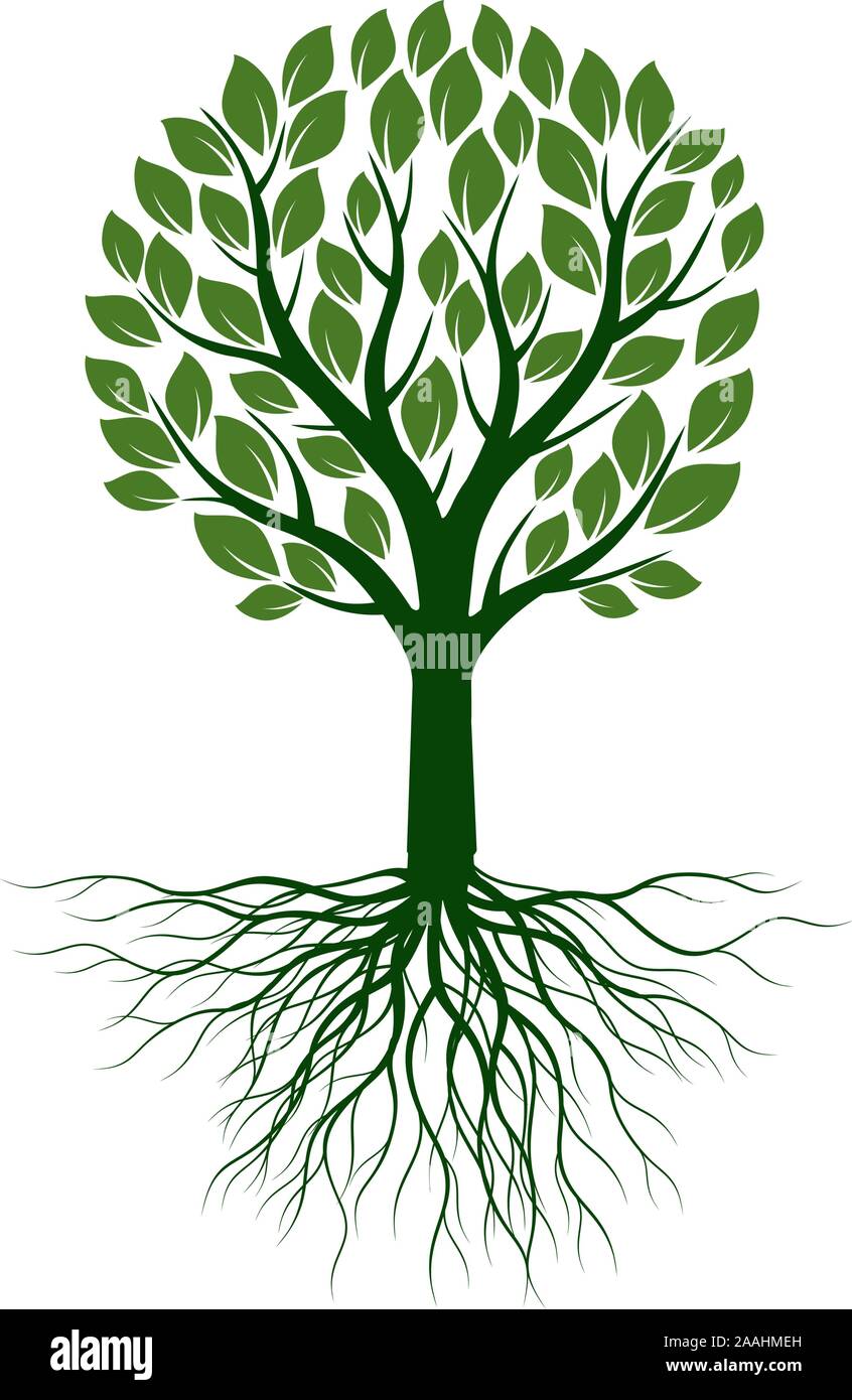 Arbre vert avec des feuilles et des racines. Contour Vector Illustration. Plante dans le jardin. Illustration de Vecteur