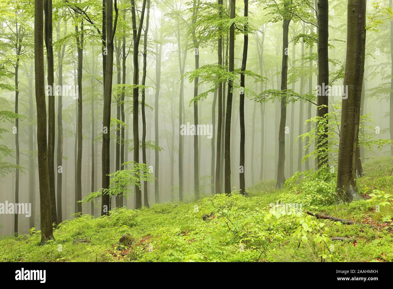 Forêt de hêtres de printemps dans les montagnes du sud de la Pologne. Banque D'Images