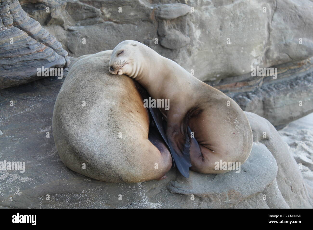 Les phoques de la Jolla Cove Banque D'Images
