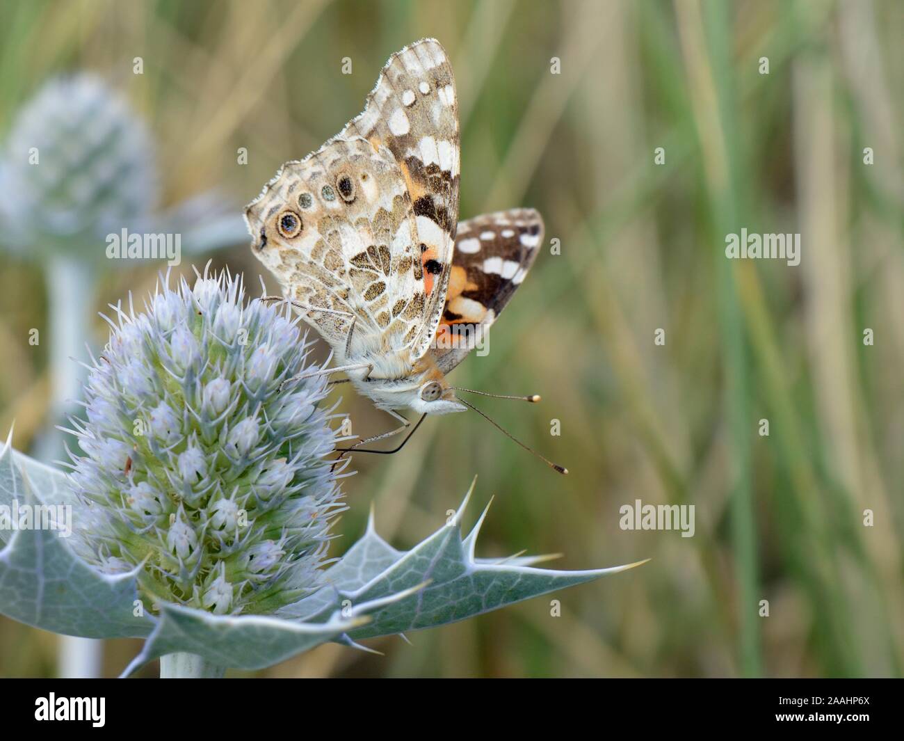 Papillon belle dame (Vanessa cardui) nectar de fleurs de houx mer Eryngium maritimum) (dans les dunes de sable côtières, le Gower, Pays de Galles, Royaume-Uni, août. Banque D'Images