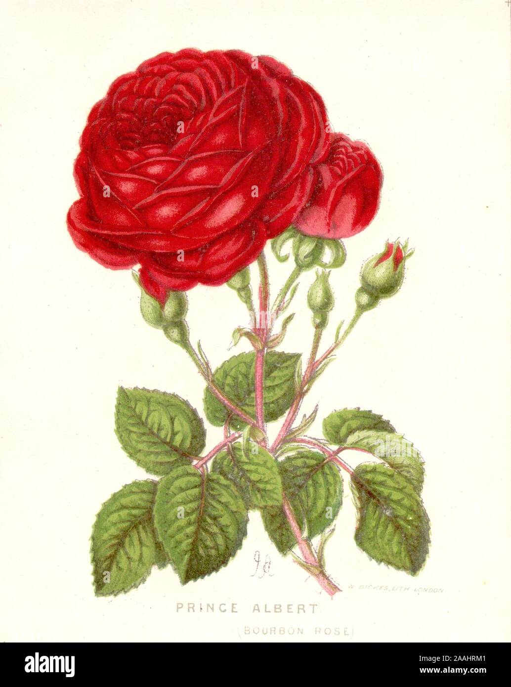 Prince Albert, Bourbon (Rose) usine chromolithographie portrait par W Dickes, Londres vers 1845 Banque D'Images