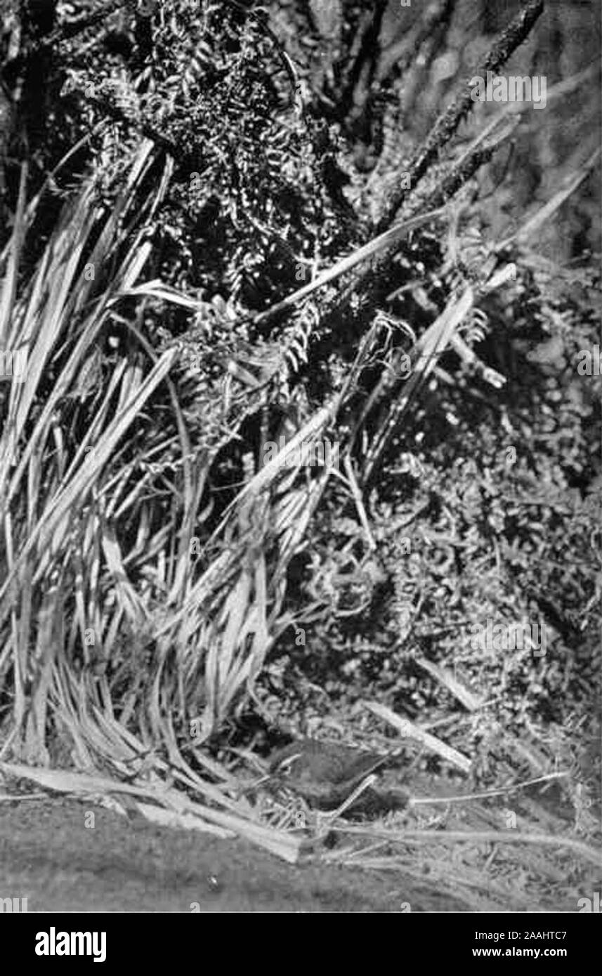 (Photo prise en 1911) de l'île du Sud Bush Wren (Xenicus longipes longipes). À partir de la vie des oiseaux sur l'île et Shore (1925) par Herbert Guthrie-Smith (1862-1940). Banque D'Images