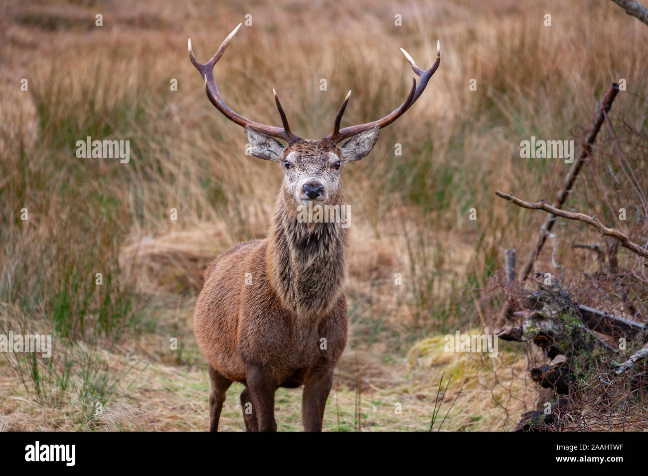 Red Deer (Cervus elaphus) Cerf dans les Highlands écossais. Banque D'Images