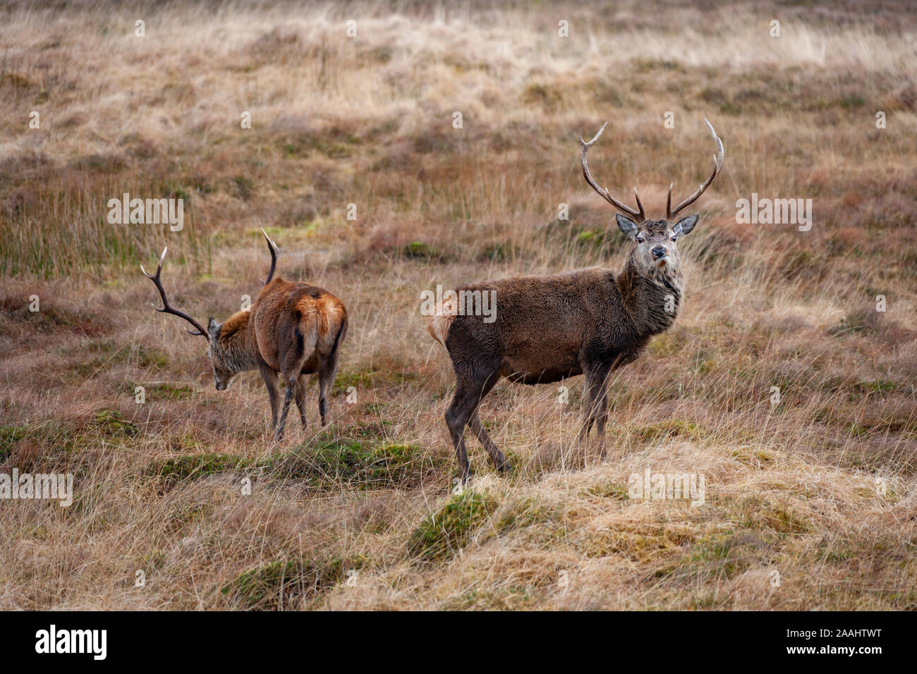 Deux jeunes cerfs Red Deer (Cervus elaphus) dans les Highlands écossais. Banque D'Images