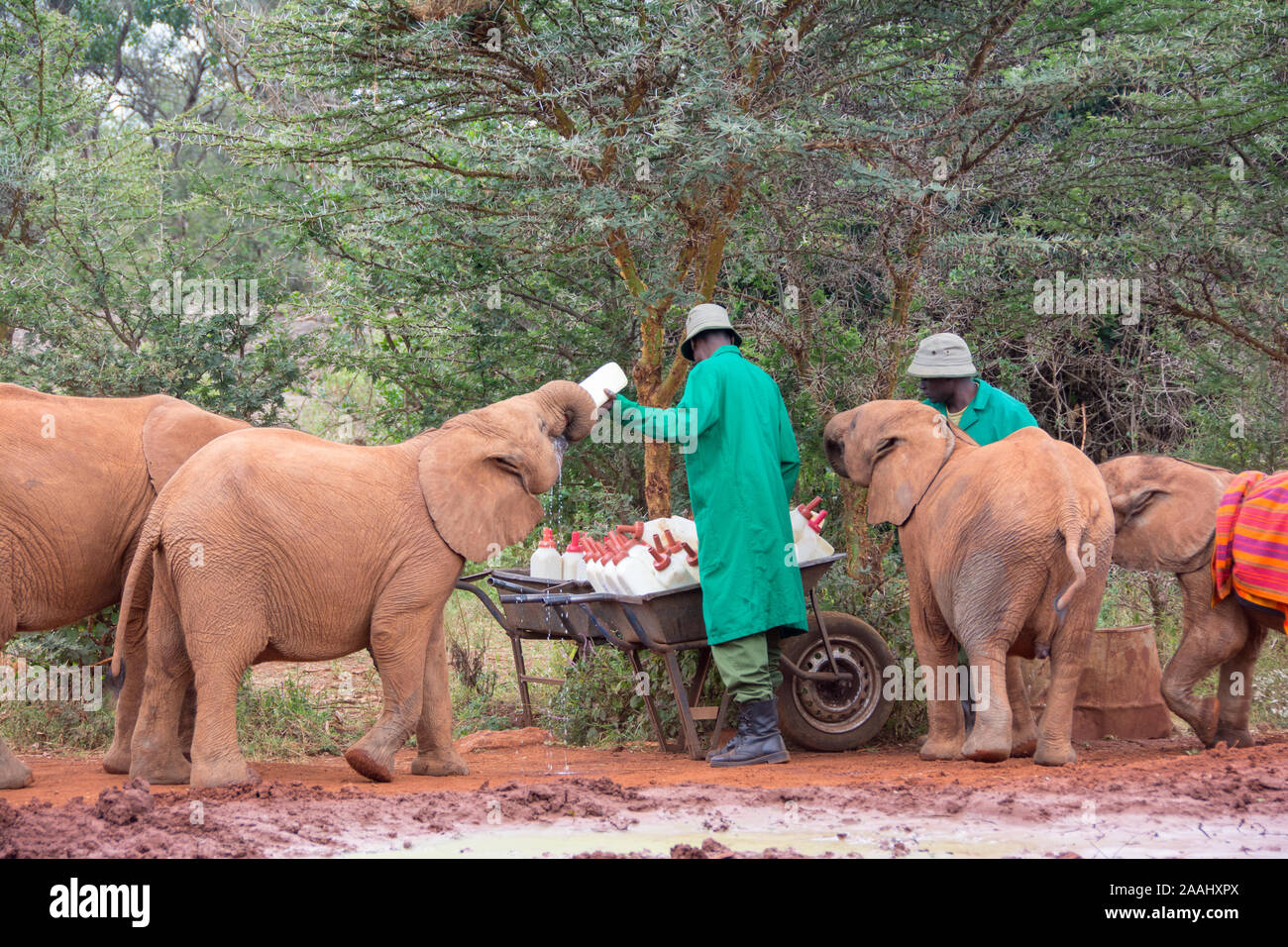 Secouru bébés éléphants au Centre David Sheldrick à Nairobi, Kenya Banque D'Images