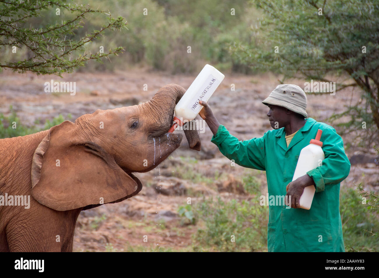 Secouru bébés éléphants au Centre David Sheldrick à Nairobi, Kenya Banque D'Images