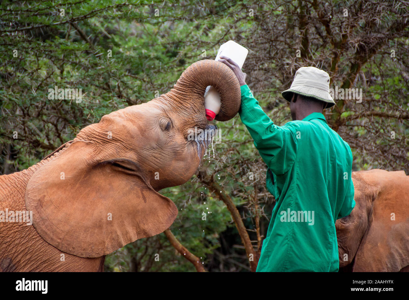 Secouru bébés éléphants au Centre David Sheldrick à Nairobi, Kenya Banque D'Images