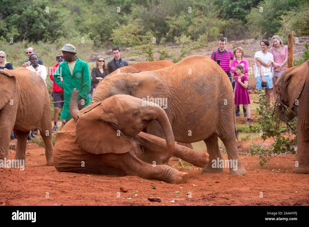 Secouru bébés éléphants au Centre David Sheldrick à Nairobi, Kenya Banque D'Images