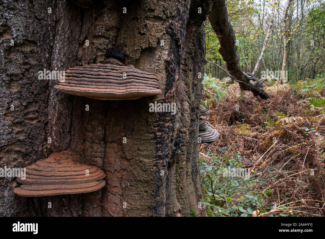 Le sud du champignon : Ganoderma australe. On Beech tree. Surrey, UK Banque D'Images