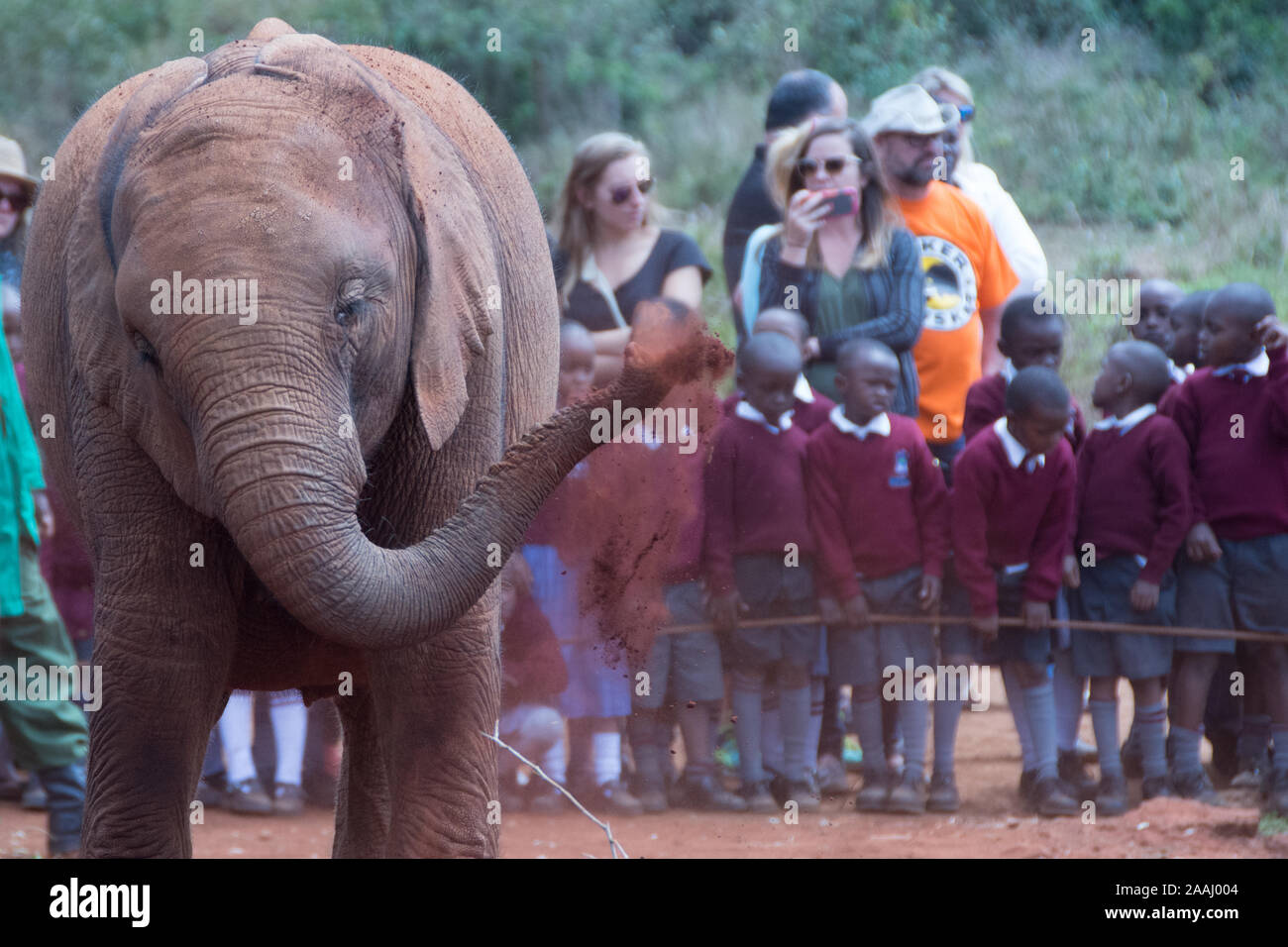 Secouru bébés éléphants au Centre David Sheldrick à Nairobi, Kenya Banque D'Images