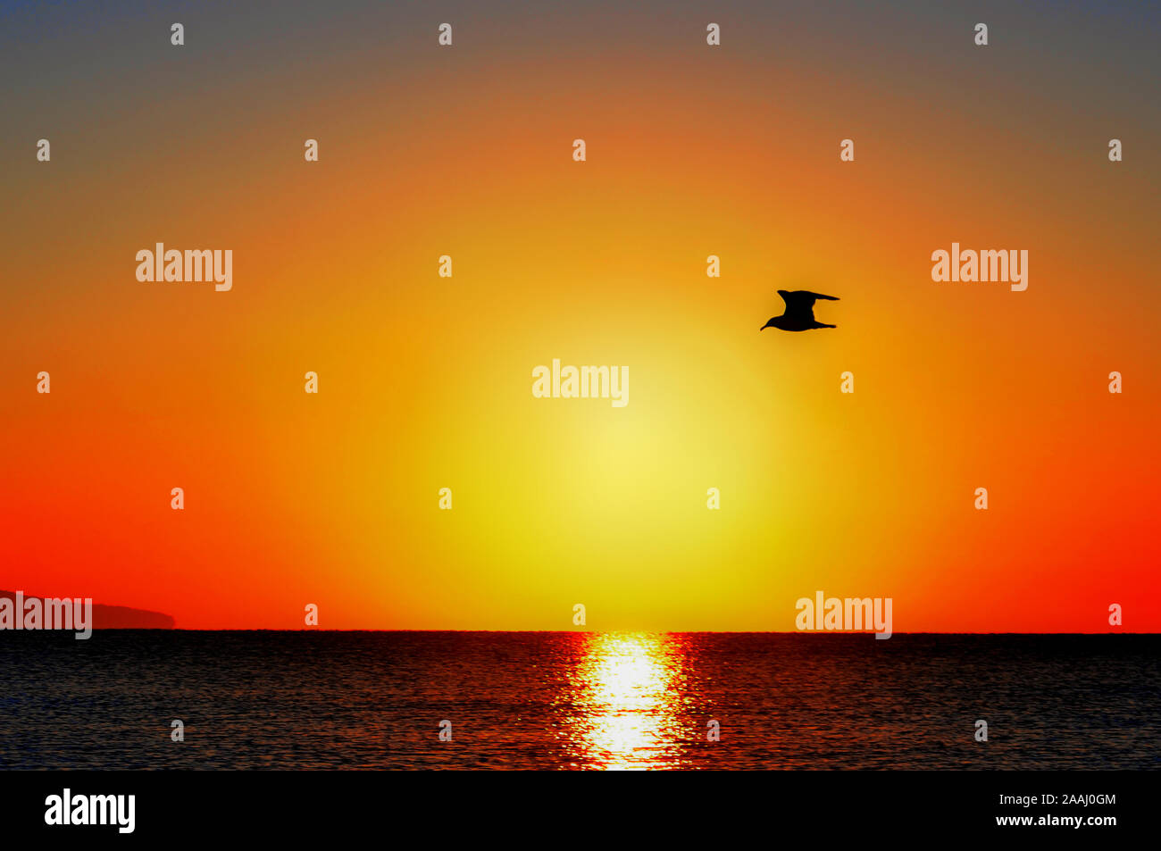 Silhouette d'une mouette voler au-dessus de la mer. Golden sunset orange et un horizon. Banque D'Images