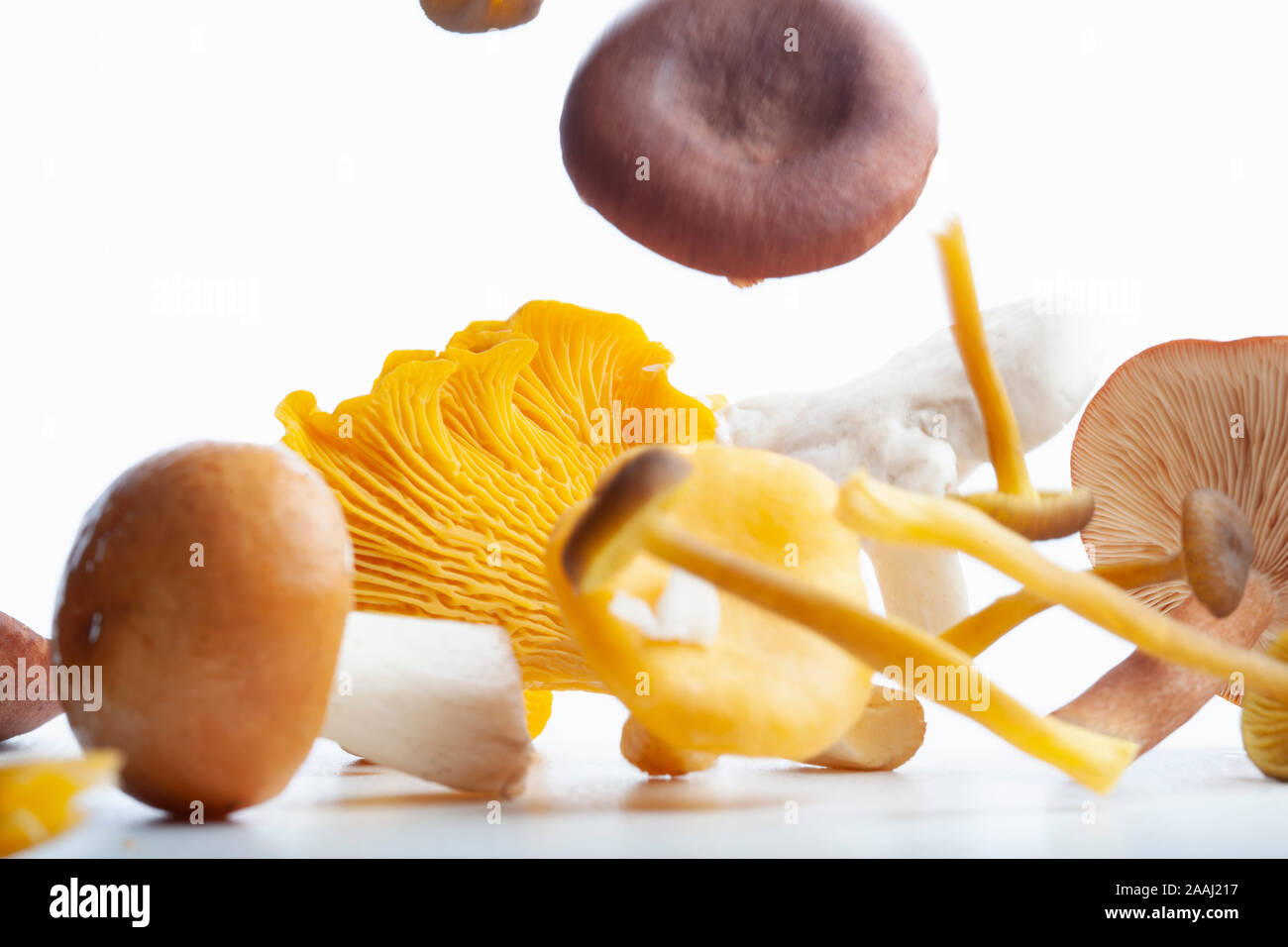 Champignons sauvages flottante, Albatrellus ovinus, Cantharellus cibarius, Cantharellus tubaeformis, Lactarius rufus, Banque D'Images