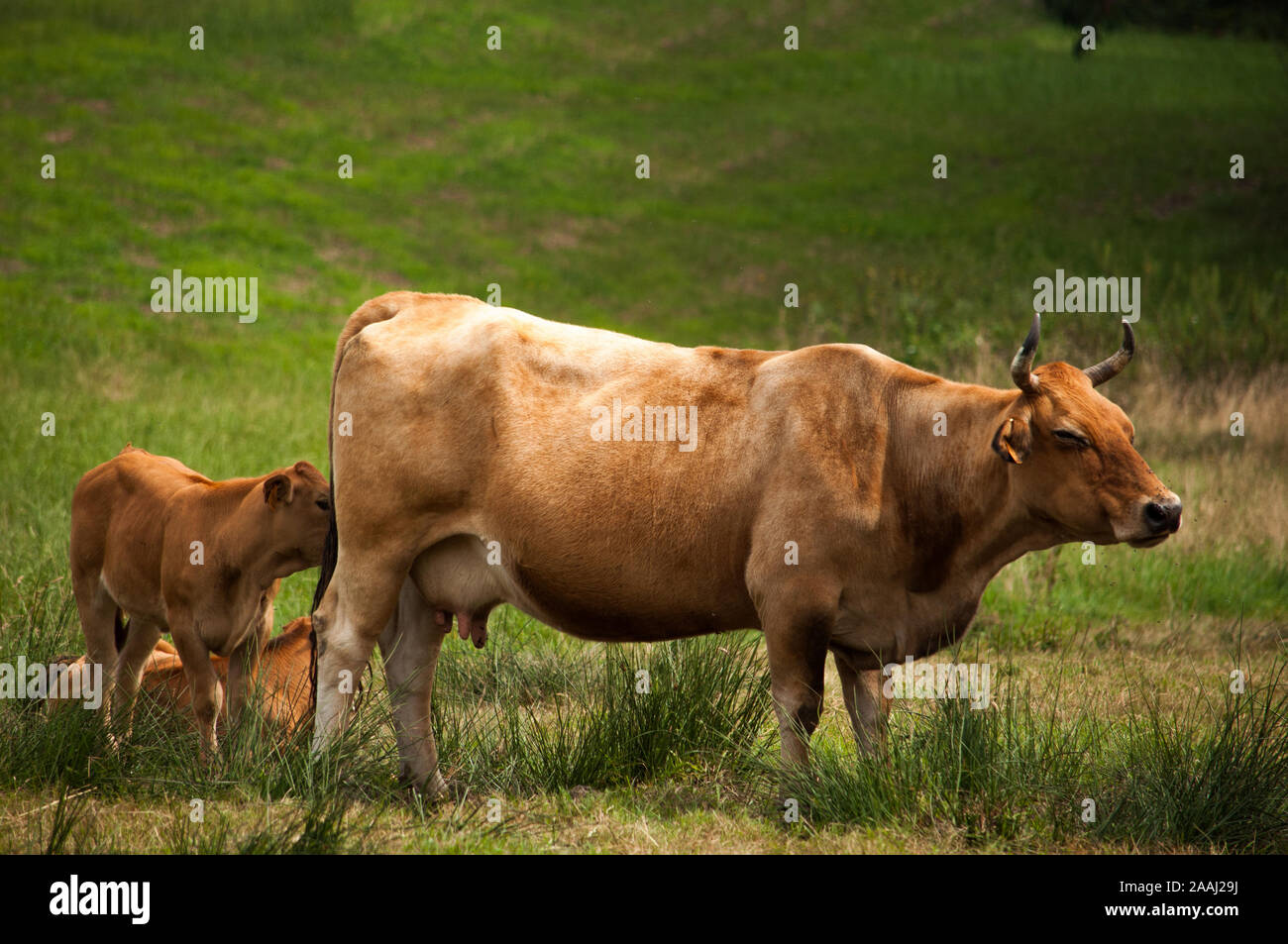 Les vaches dans le domaine Banque D'Images
