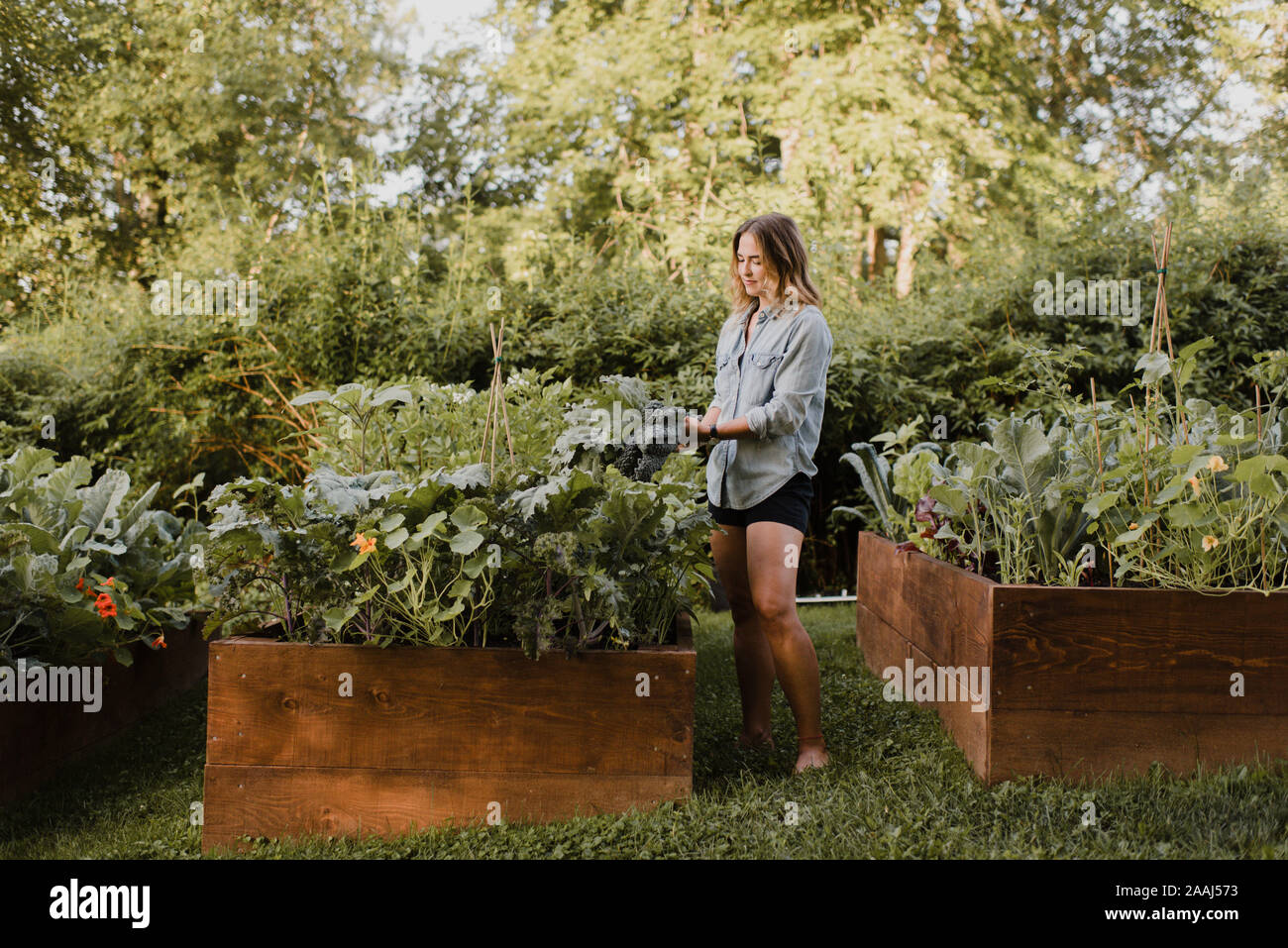 Jardins de coton Banque de photographies et d’images à haute résolution