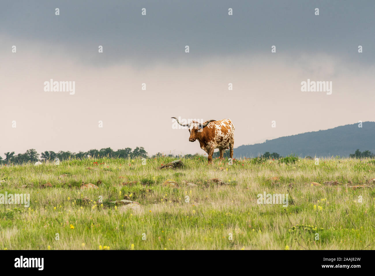 Texas Longhorn à Wichita Mountains National Wildlife Refuge près de Lawton, Oklahoma Banque D'Images