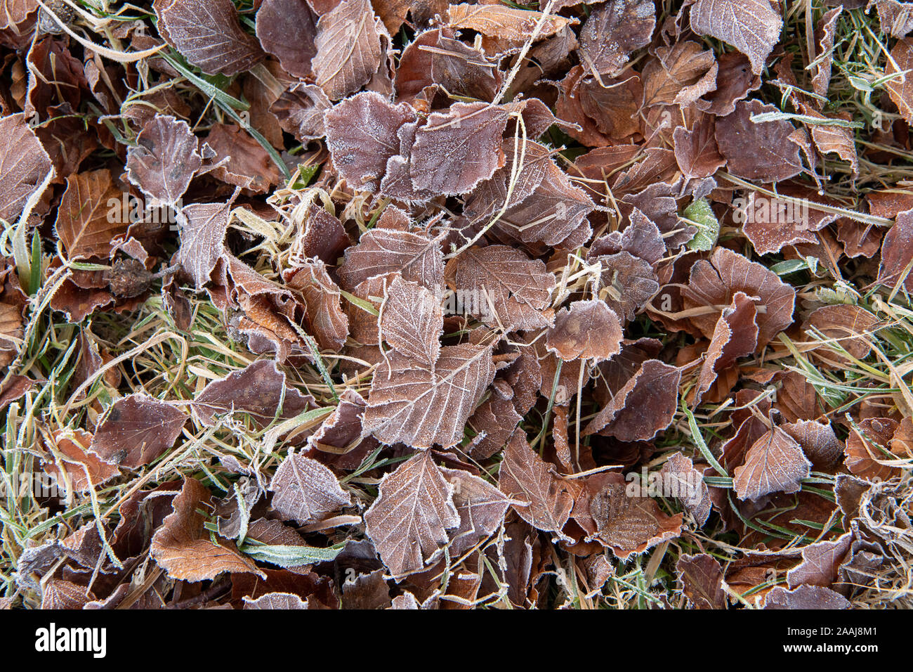 Feuilles de hêtre sur marbre recouvert de givre sur un matin à la fin de l'automne. North Yorkshire, UK. Banque D'Images