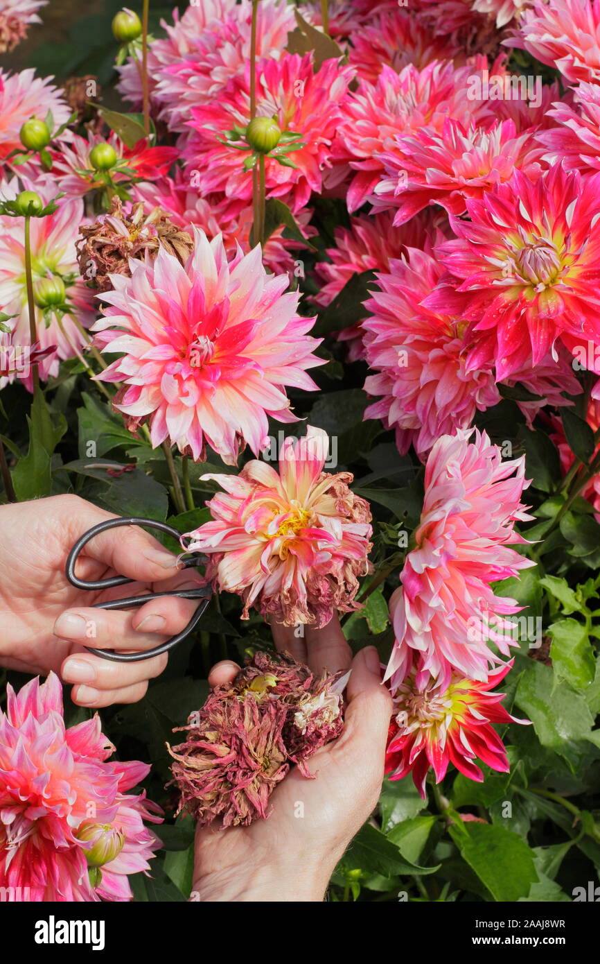 Le deadheading femme dahlias dans un jardin à la fin de l'été - frontière Septembre. UK Banque D'Images