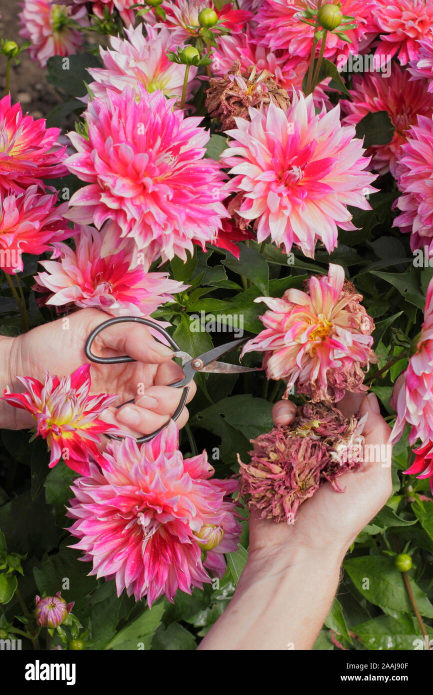 Le deadheading femme dahlias dans un jardin à la fin de l'été - frontière Septembre. UK Banque D'Images