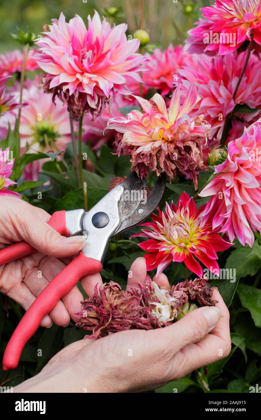 Le deadheading femme dahlias avec des sécateurs dans un jardin à la fin de l'été - frontière Septembre. UK Banque D'Images