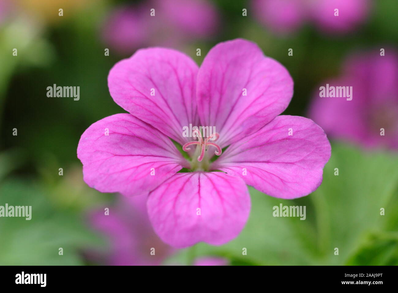 × géranium riversleaianum 'Russell Prichard' floraison dans un jardin à la fin de l'été - frontière Septembre. UK. Aga Banque D'Images