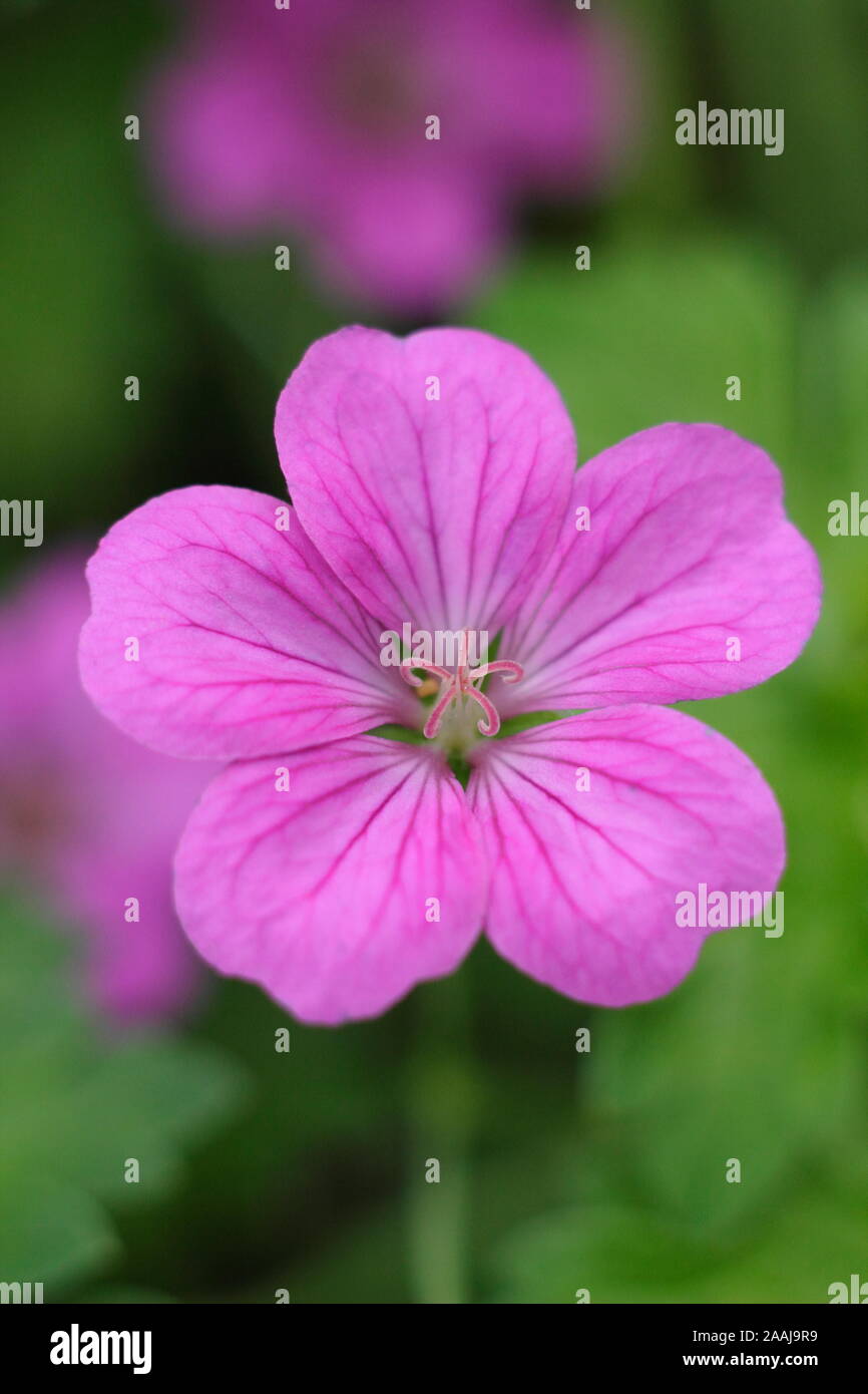 × géranium riversleaianum 'Russell Prichard' floraison dans un jardin à la fin de l'été - frontière Septembre. UK. Aga Banque D'Images