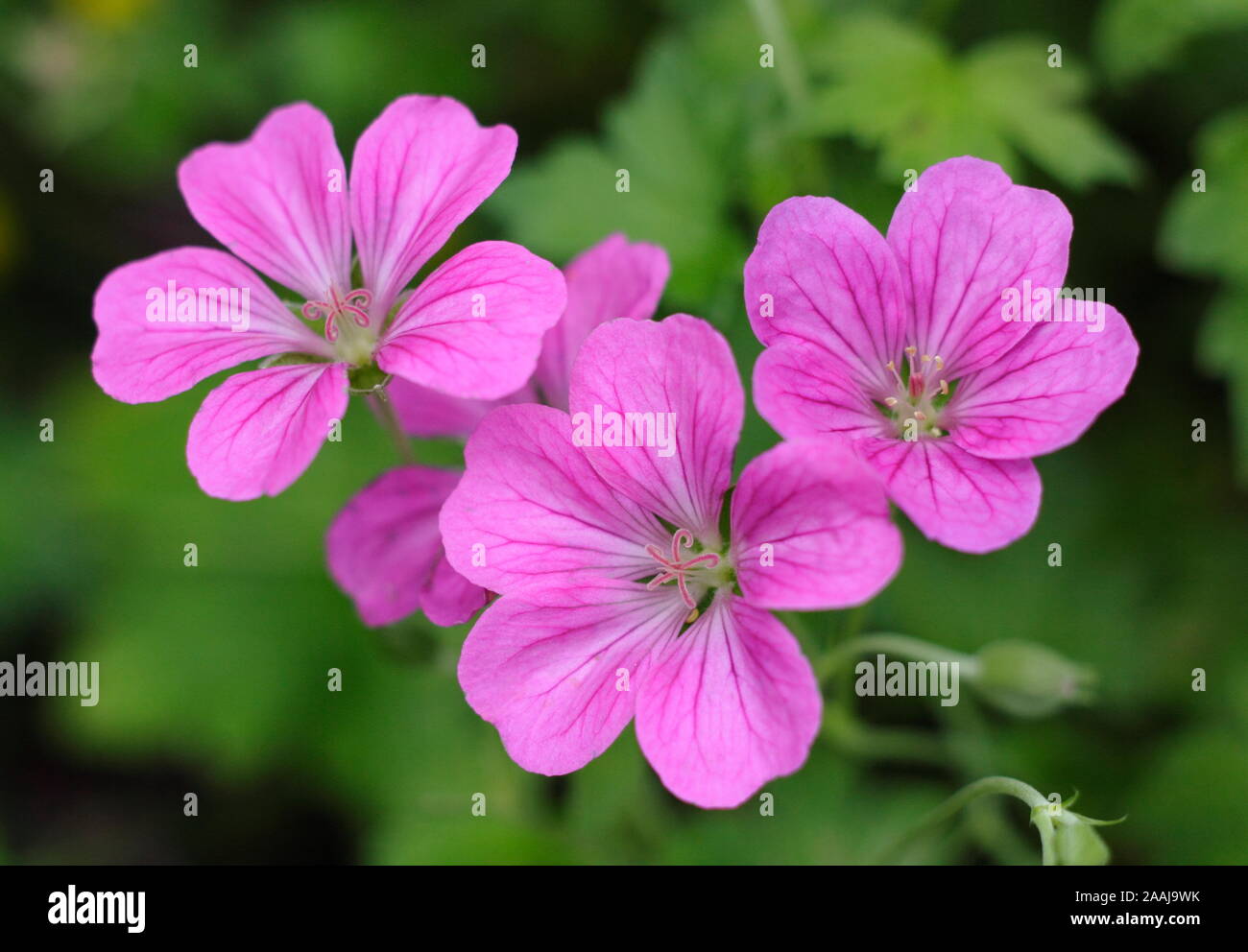 × géranium riversleaianum 'Russell Prichard' floraison dans un jardin à la fin de l'été - frontière Septembre. UK. Aga Banque D'Images