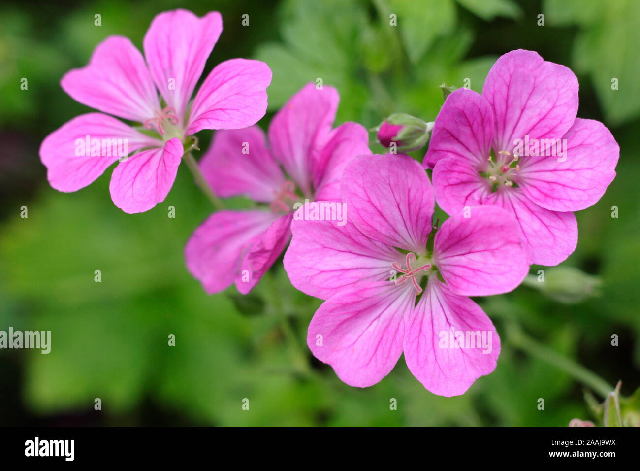 × géranium riversleaianum 'Russell Prichard' floraison dans un jardin à la fin de l'été - frontière Septembre. UK. Aga Banque D'Images