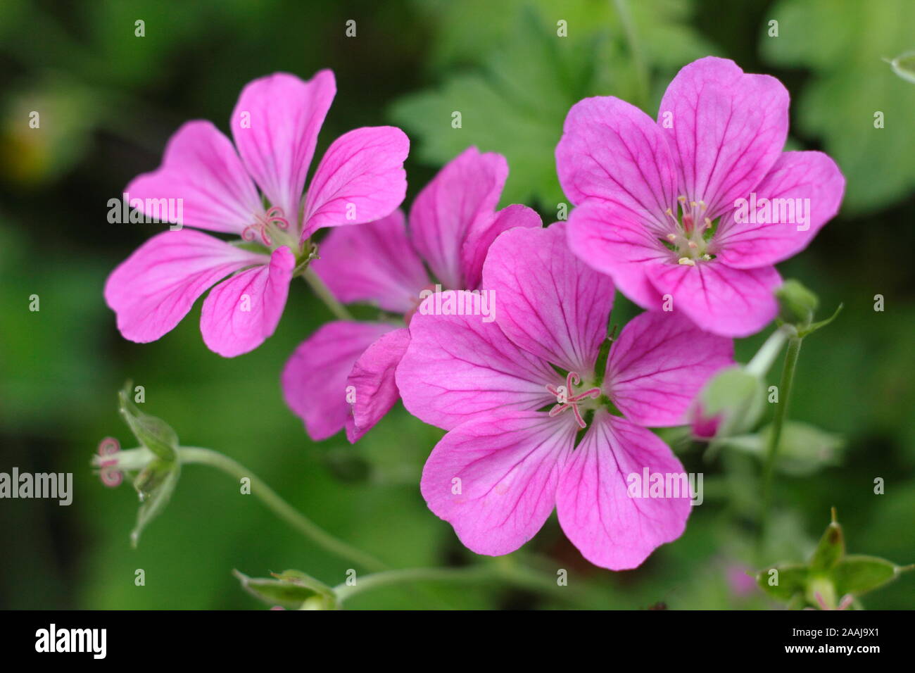 × géranium riversleaianum 'Russell Prichard' floraison dans un jardin à la fin de l'été - frontière Septembre. UK. Aga Banque D'Images