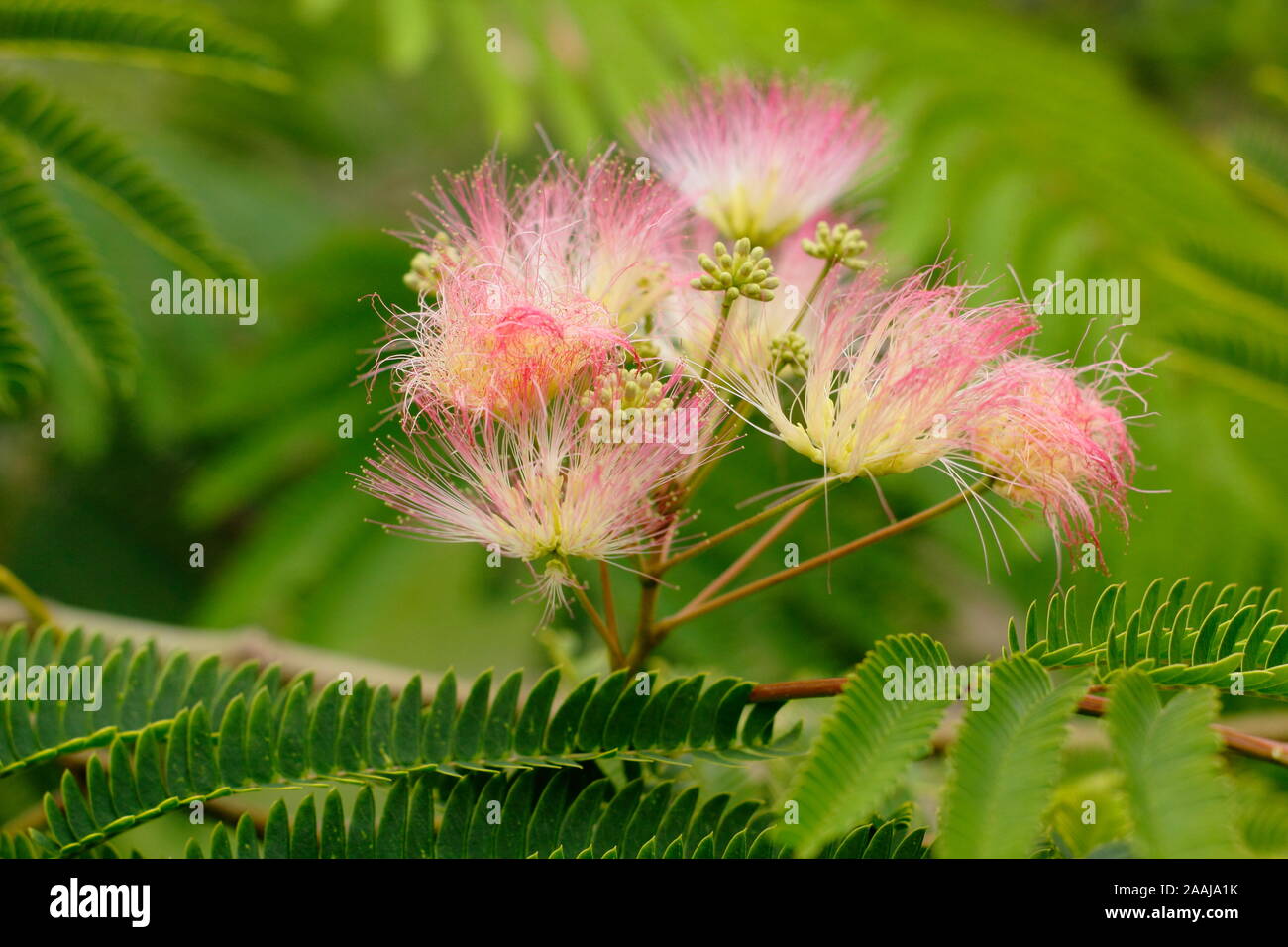 Albizia julibrissin 'Tropical Dream'. Arbre à soie persans affichage fleurs roses duveteuses distinctif à la fin de l'été - septembre. UK Banque D'Images