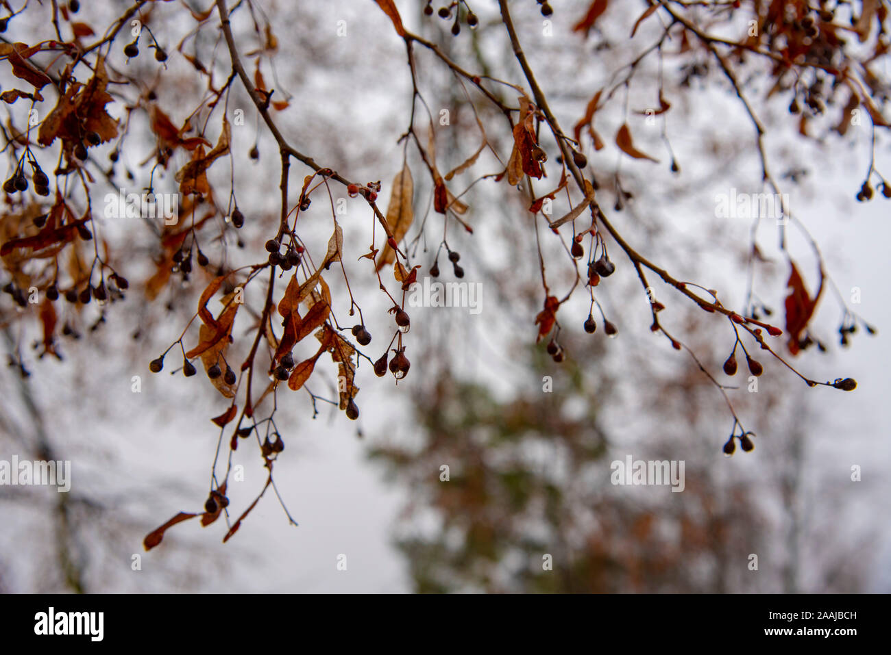 Linden branches avec des feuilles tombées sur le fond d'un ciel nuageux paysage d'automne. Banque D'Images