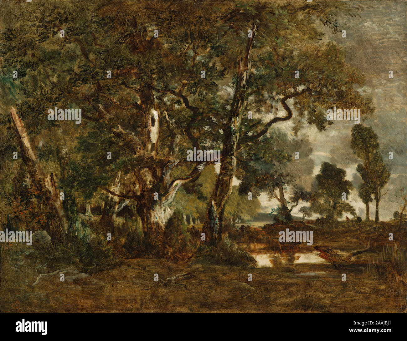 Forêt de Fontainebleau, Cluster de grands arbres surplombant la plaine de Clair-Bois au bord de Bas-Bréau ; Théodore Rousseau (Français, 1812 - 1867) ; environ 1849-1852 ; Huile sur toile, 90,8 × 116,8 cm (35 3/4 x 46 in.) ; 2007.13 Banque D'Images