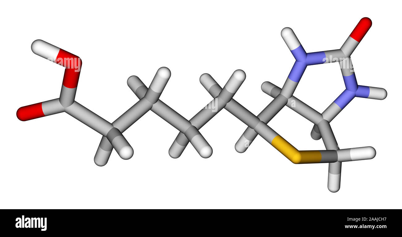 La biotine (vitamine H ou B7) modèle moléculaire 3D Banque D'Images