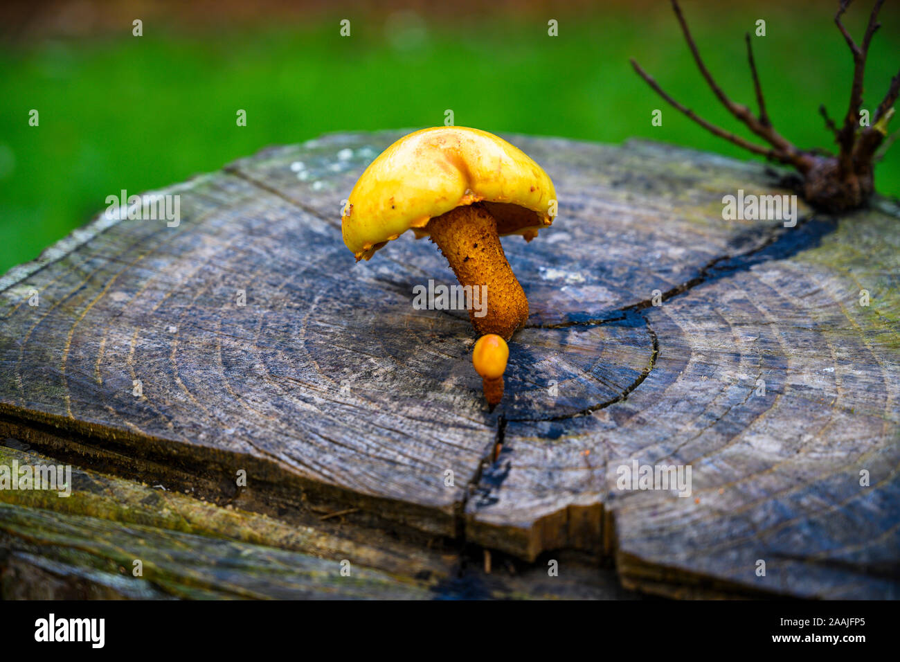 Sur une souche de champignon sur un jour de pluie Banque D'Images