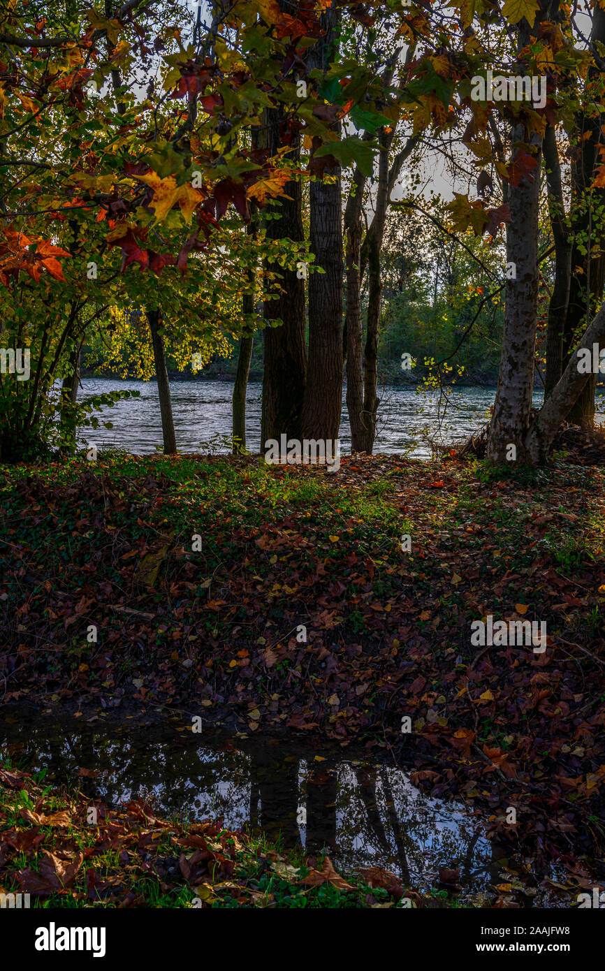 Vert de la forêt près de la rivière Adda, dans le nord de l'Italie Banque D'Images