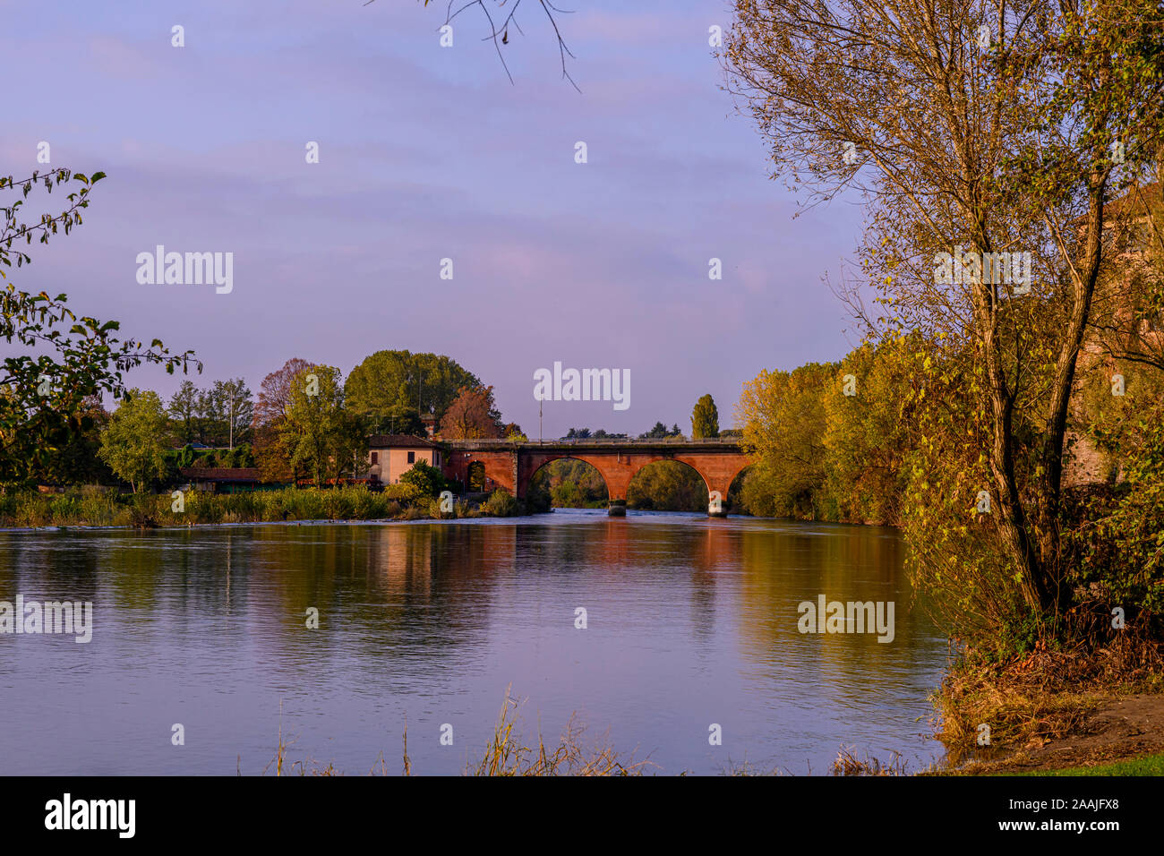 Vert de la forêt près de la rivière Adda, dans le nord de l'Italie Banque D'Images