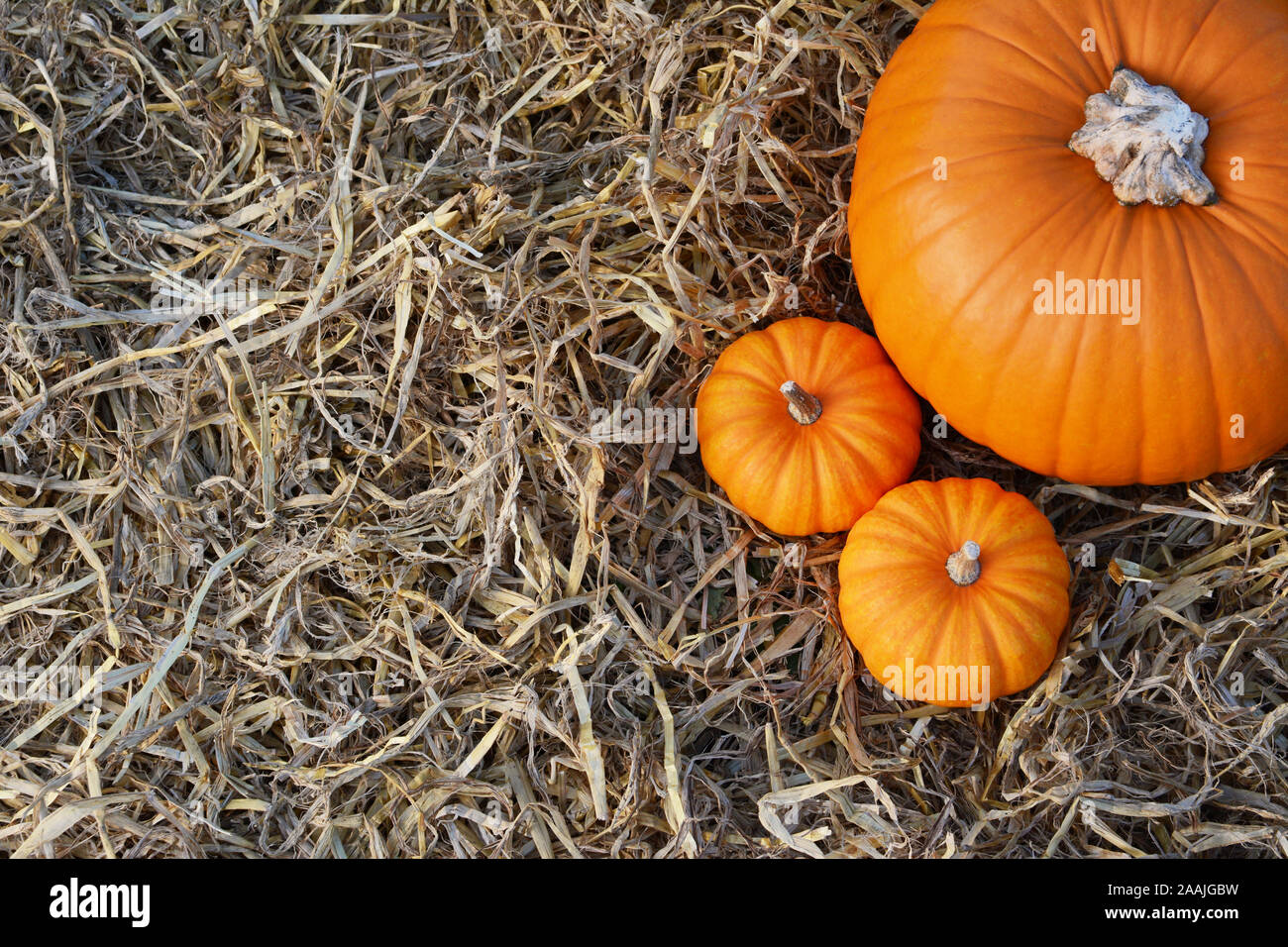 Deux petites citrouilles peu être prise avec une grande citrouille orange sur paille avec copie espace Banque D'Images