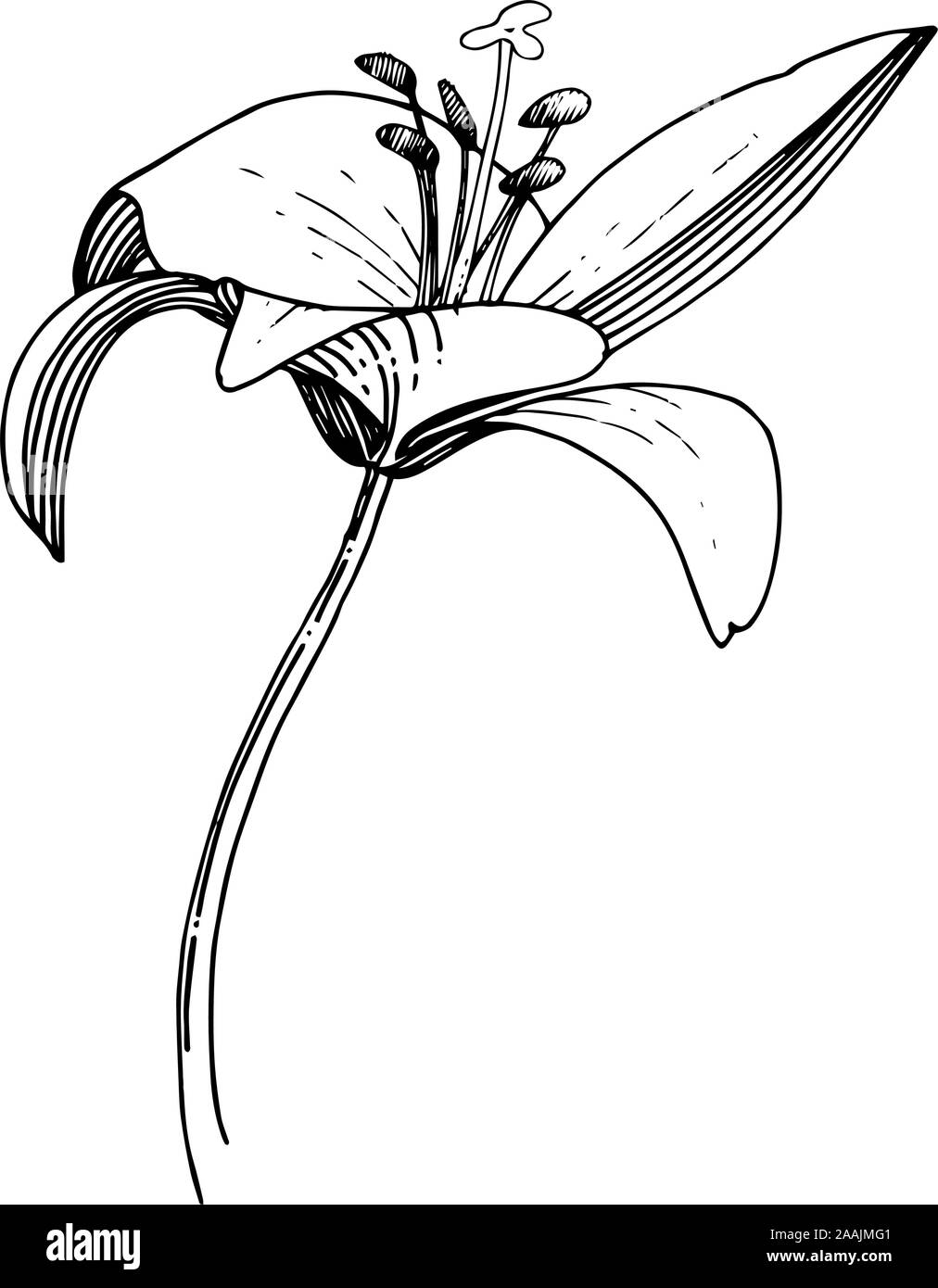 Vector floral fleur botanique Lily. Gravée en noir et blanc L'art de l'encre. élément illustration lilium isolés Illustration de Vecteur