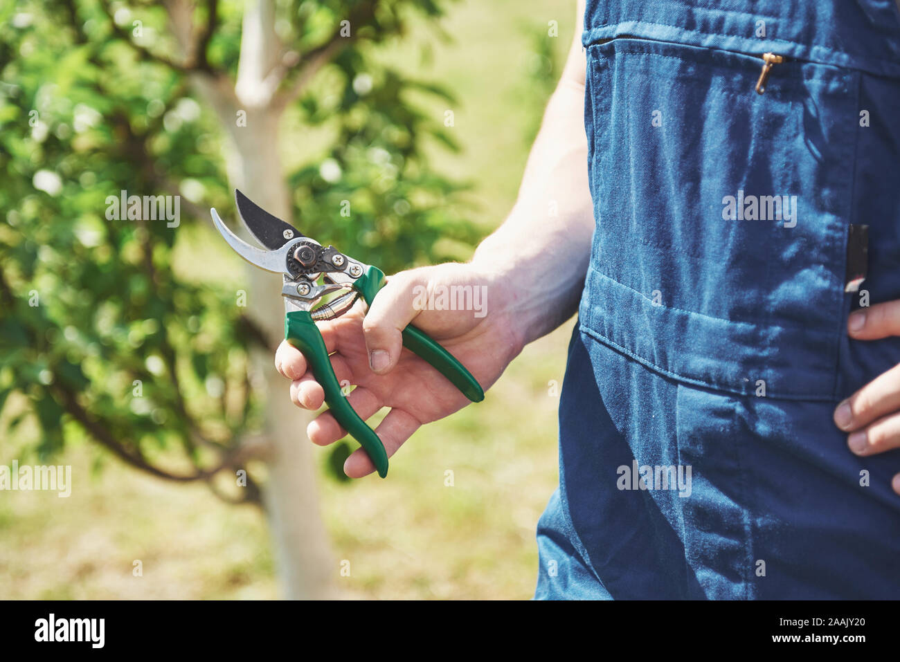 Un jardinier professionnel au travail coupe des arbres fruitiers. Banque D'Images