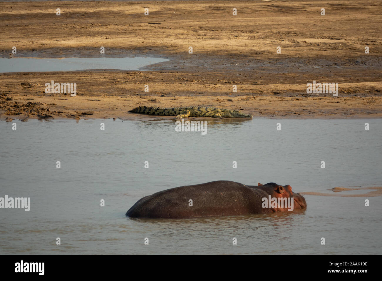 Hippopotames et crocodiles dans la rivière de l'Afrique, gros plan Banque D'Images