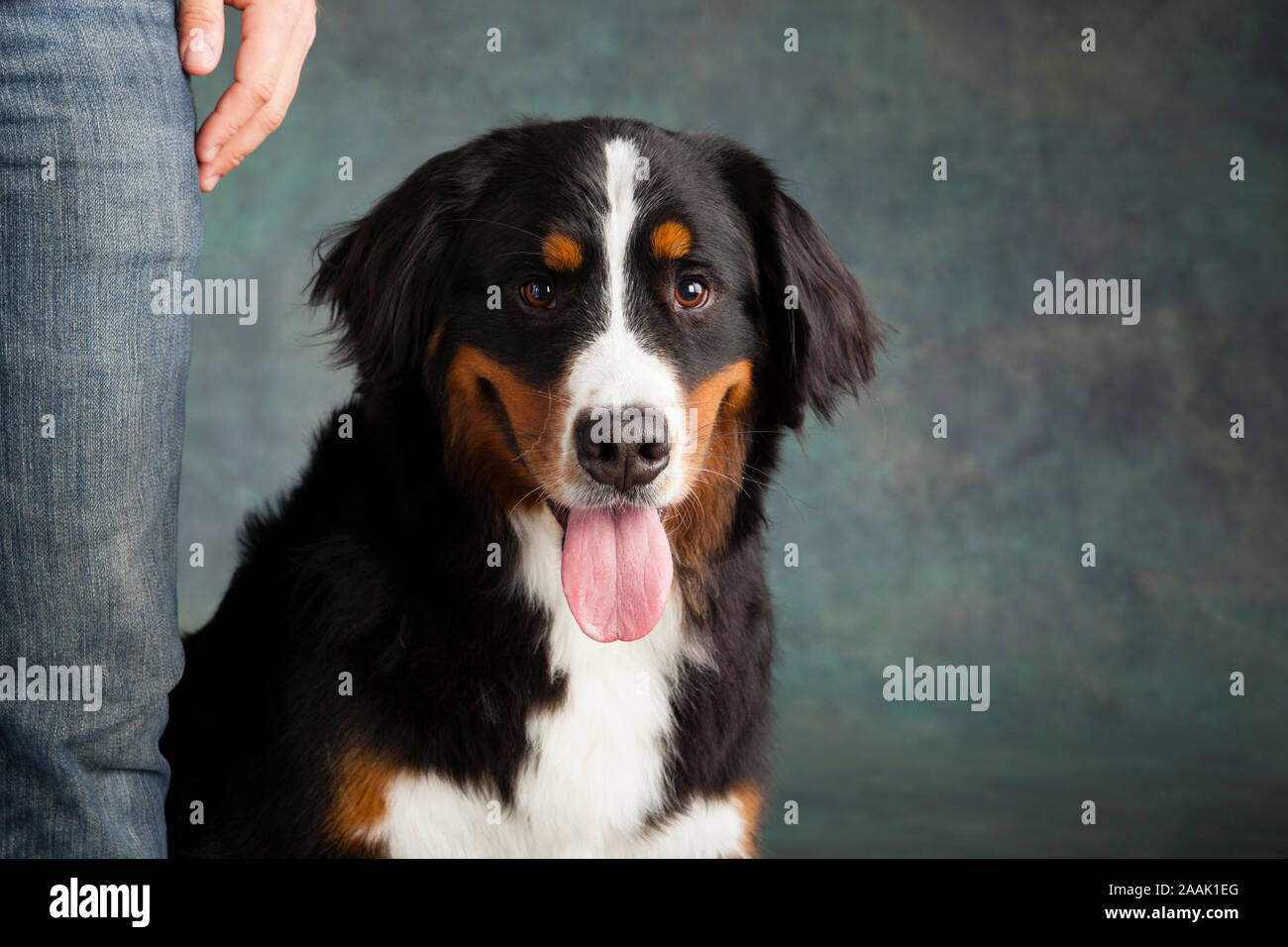 Portrait de Bernese Mountain Dog Banque D'Images