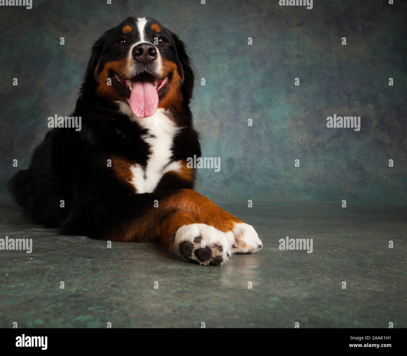 Portrait de Bernese Mountain Dog Banque D'Images