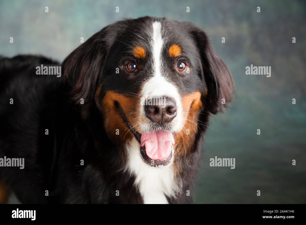 Portrait de Bernese Mountain Dog Banque D'Images