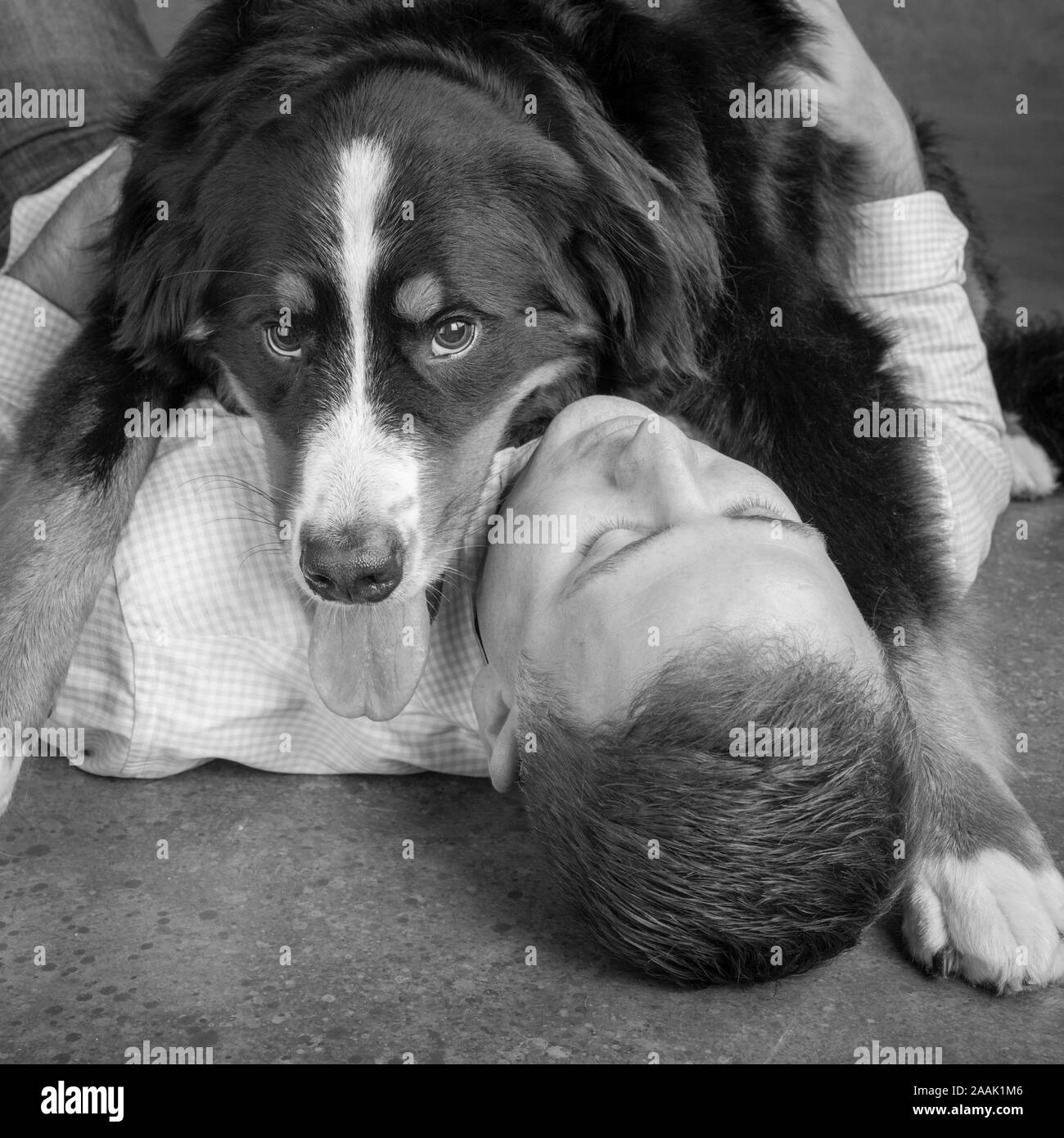 Portrait d'homme avec bernois Banque D'Images