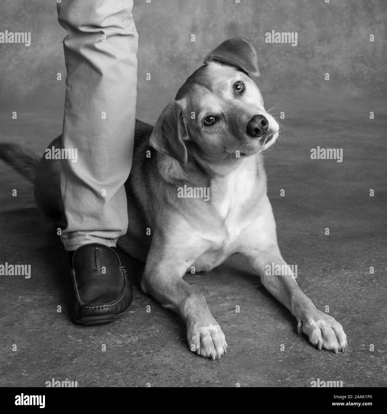 Homme debout à côté du chien Banque D'Images