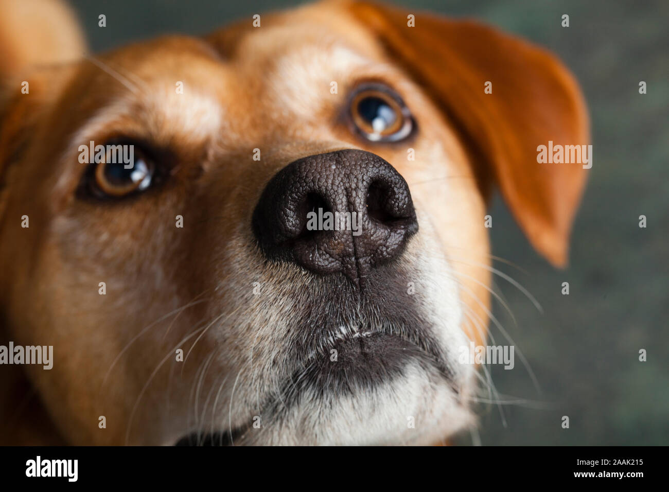 Close-up of Redbone Coonhound Banque D'Images