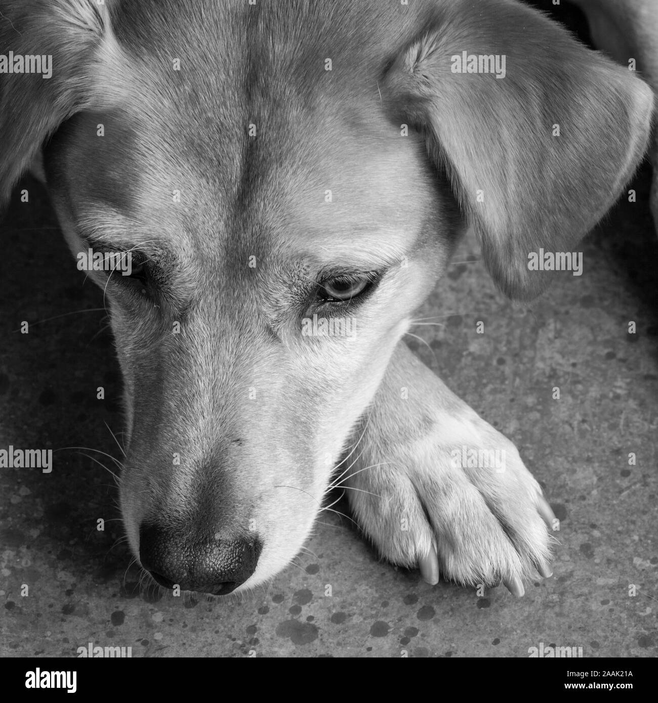 Close-up of Redbone Coonhound Banque D'Images