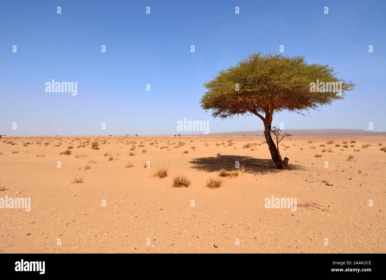 Acacia à l'Erg Chigaga, désert du Sahara. Maroc Banque D'Images