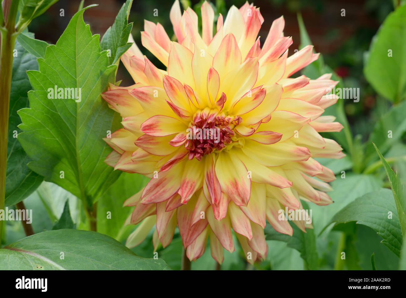 Dahlia cactus Semi. Nom Mon Amour. Close-up de grande fleur avec pétales de rose jaune avec des conseils. Banque D'Images